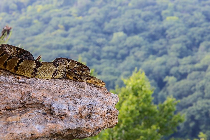 A timber rattlesnake basking on a rock outcrop.