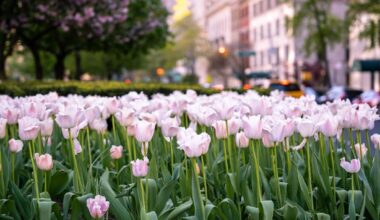 Vandal Decapitates Iconic Park Avenue Tulips, Advocates Say