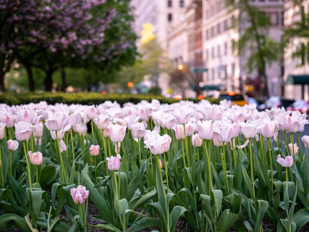 Vandal Decapitates Iconic Park Avenue Tulips, Advocates Say