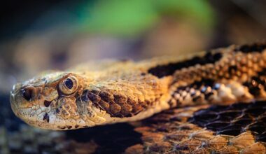8 Most Rattlesnake Infested Areas in New York