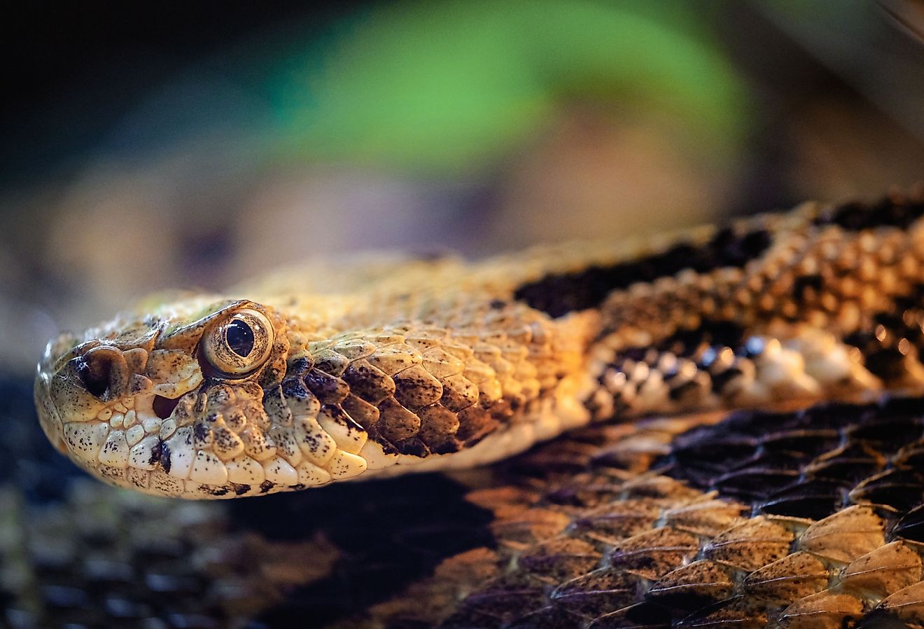 8 Most Rattlesnake Infested Areas in New York