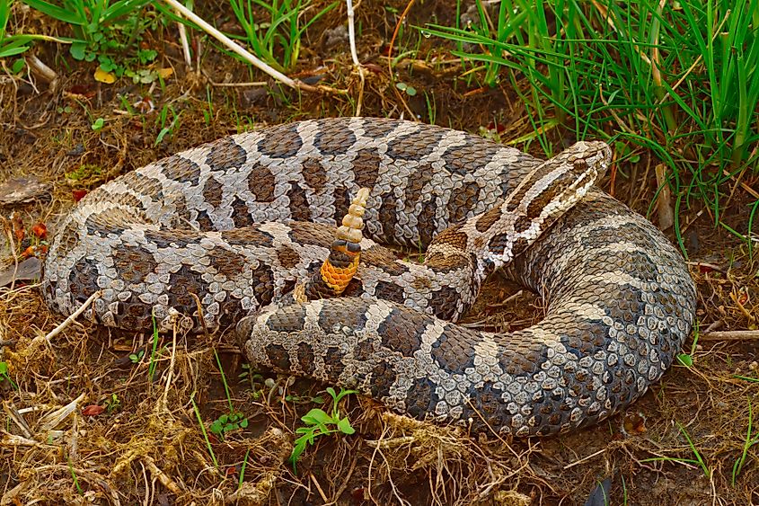 An Eastern Massasauga rattlesnake.