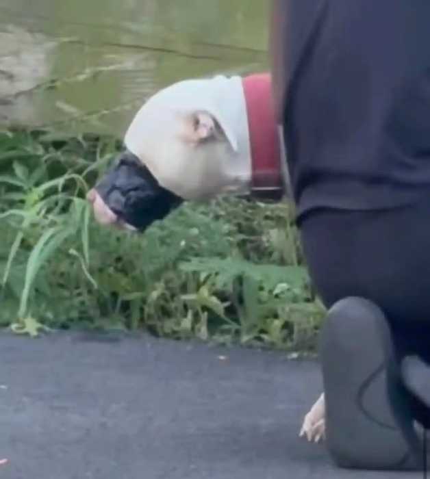 duct tape around a dog's mouth