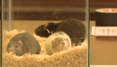 New rat bill moves forward inside the statehouse