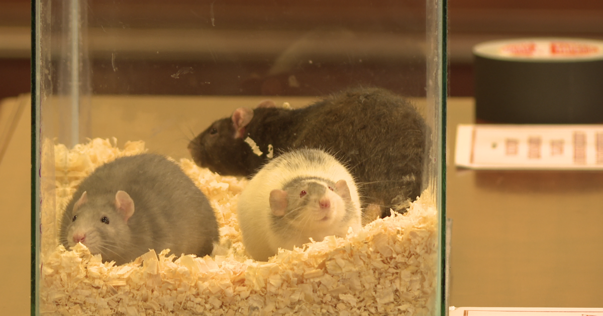 New rat bill moves forward inside the statehouse