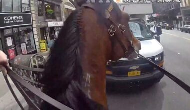 Mounted police officer, horse corner suspected purse snatcher in New York