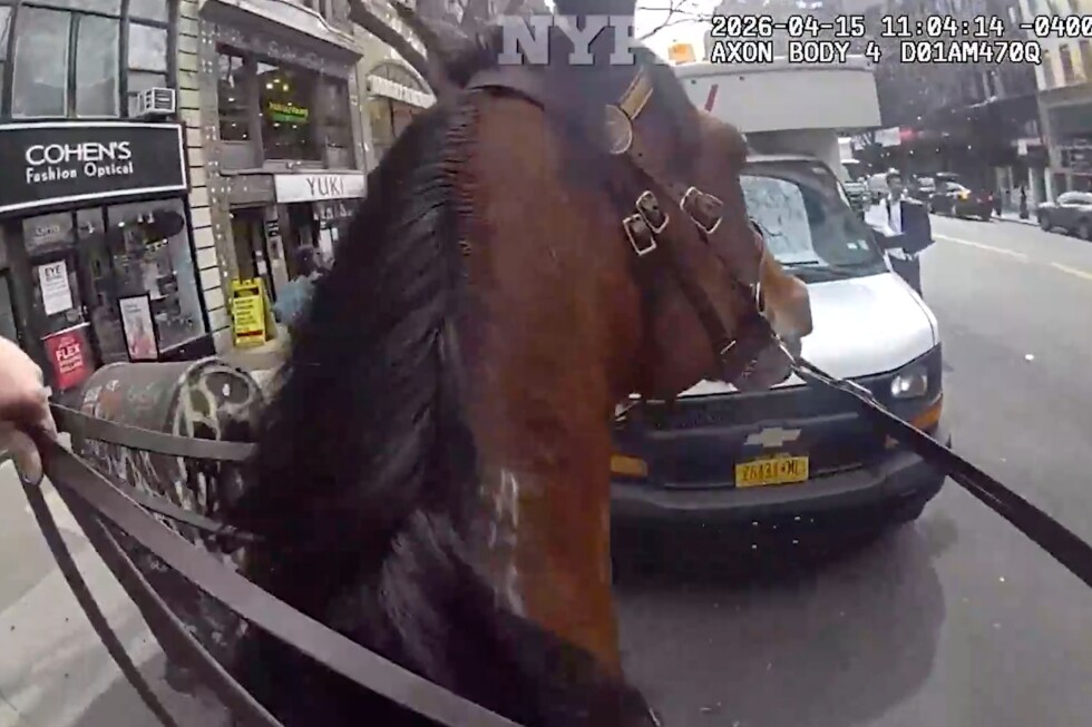 Mounted police officer, horse corner suspected purse snatcher in New York