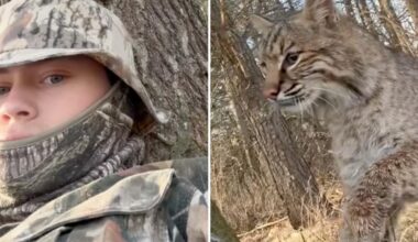 Wisconsin teen Carson Bender mauled by bobcat during turkey hunt in terrifying viral video
