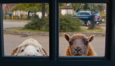 ‘The Sheep Detectives’ Review: A Murder Most Fleecy