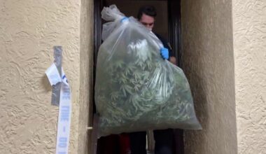 NYPD seizes 299 marijuana plants from illegal Bronx grow house. Here's what we know.
