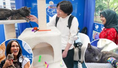 'Cat therapy' brings purr-fect relief to stressed NY students