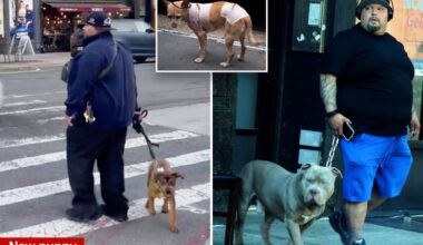Owner of pit bulls that mauled Penny the Chihuahua spotted with new pup — and is jailed again in Westchester