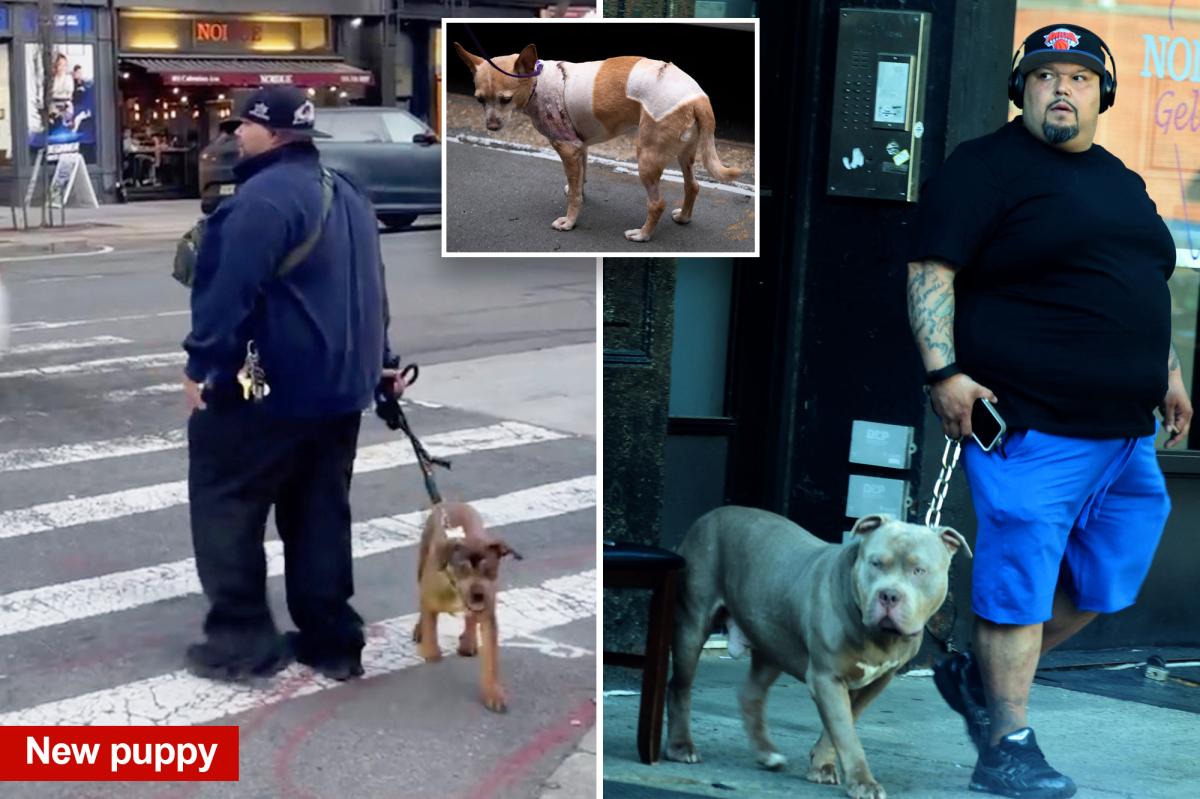Owner of pit bulls that mauled Penny the Chihuahua spotted with new pup — and is jailed again in Westchester