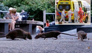 Can subway rats give New Yorkers hantavirus? Only if you do something extremely disgusting