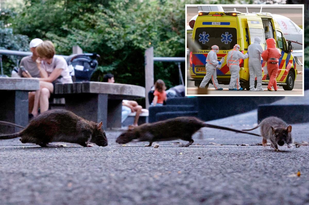 Can subway rats give New Yorkers hantavirus? Only if you do something extremely disgusting
