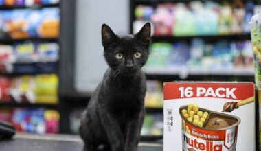 Opinion: Legalize bodega cats - City & State New York