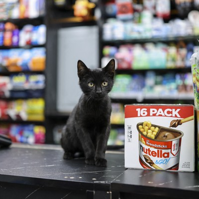 Opinion: Legalize bodega cats - City & State New York