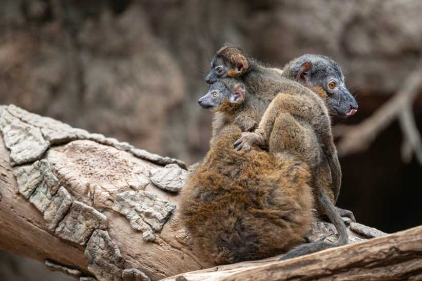 Rare Twin Lemurs Born at the Bronx Zoo Just in Time for Mother’s Day 