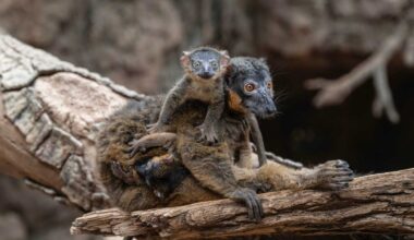 Rare Lemur Twins Born at Bronx Zoo Just Before Mother’s Day – New York Family