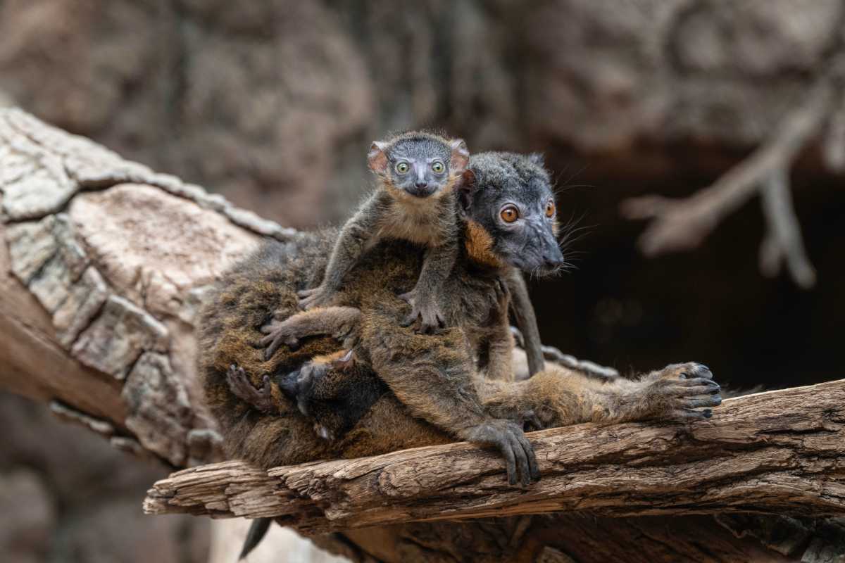 Rare Lemur Twins Born at Bronx Zoo Just Before Mother’s Day – New York Family