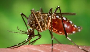 Is NYC one of the worst mosquito cities in the US?