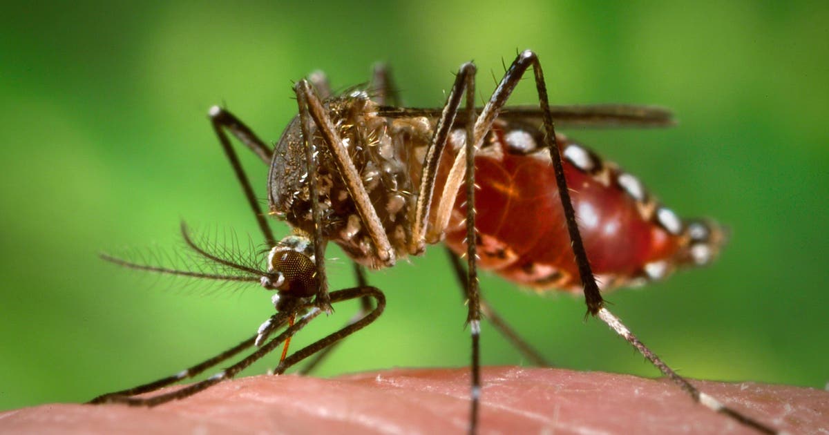 Is NYC one of the worst mosquito cities in the US?