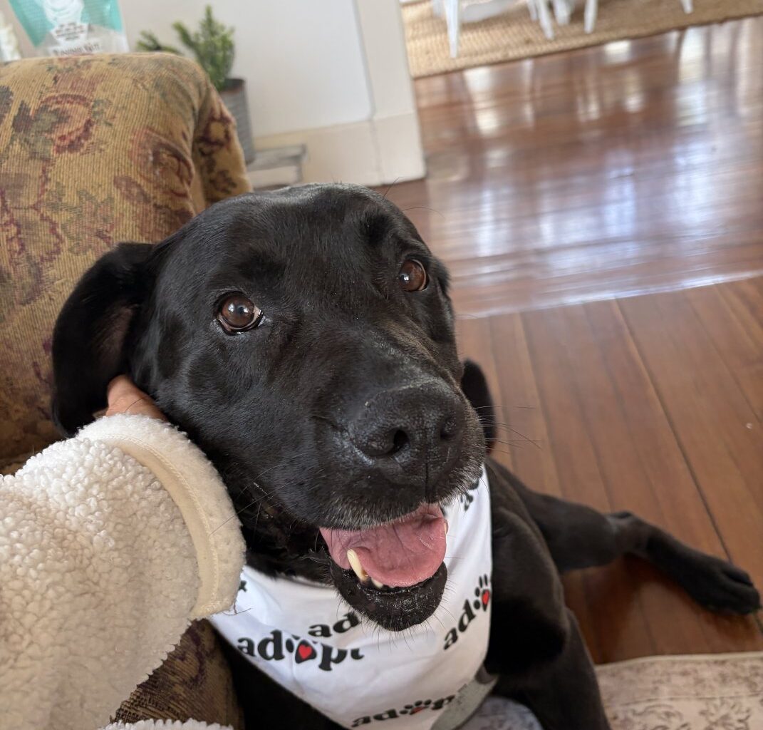 Fulton County SPCA closer to finding foster home for dog with cancer