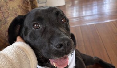 Fulton County SPCA closer to finding foster home for dog with cancer