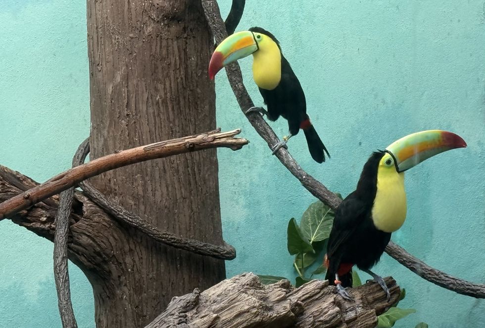 Toucans Bronx Zoo