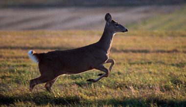 New York hunters have until May 17 to comment on proposed changes to deer hunting regulations – This is CNY
