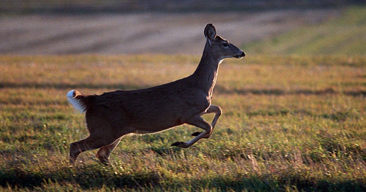 New York hunters have until May 17 to comment on proposed changes to deer hunting regulations – This is CNY