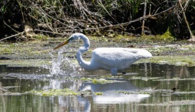 Broad Cove Preserve joins New York State's Birding Trail