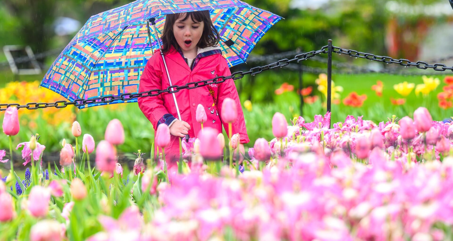 Evelyn Grieshober checks out some of the more than 100,000 tulips planted in Washington Park for the 78th Tulip Festival in Albany on Saturday. Despite steady rainfall throughout the day, the annual celebration still drew a crowd.