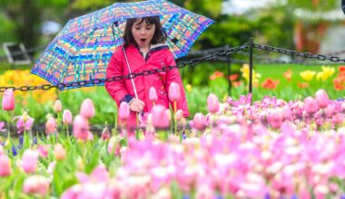 Evelyn Grieshober checks out some of the more than 100,000 tulips planted in Washington Park for the 78th Tulip Festival in Albany on Saturday. Despite steady rainfall throughout the day, the annual celebration still drew a crowd.