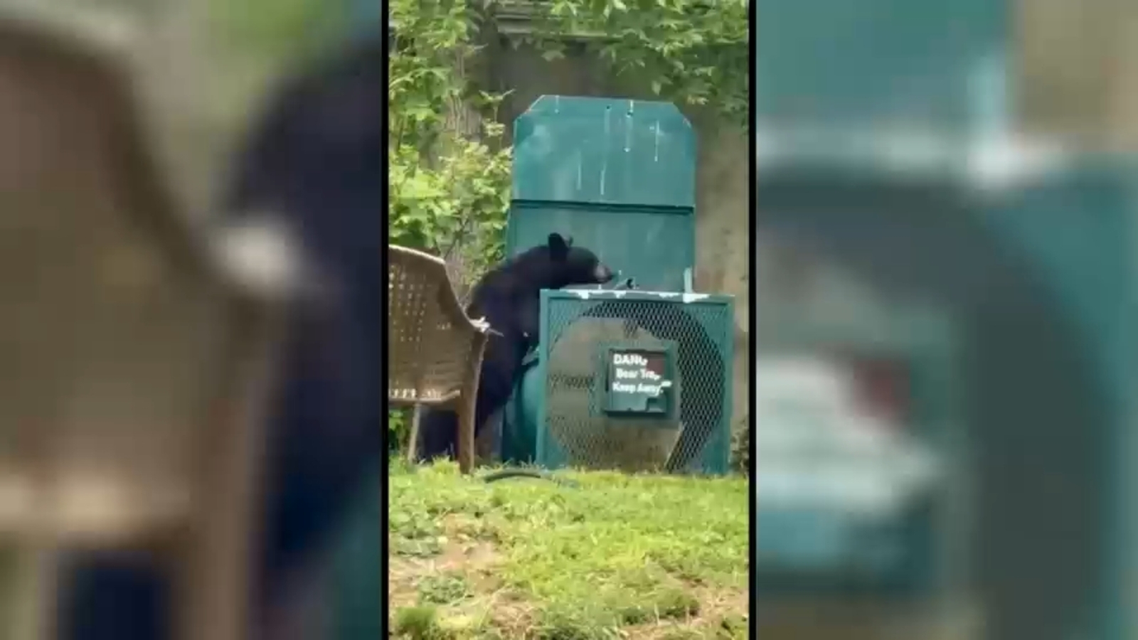 Bear lured down from tree in Elizabeth, NJ neighborhood with doughnuts and sweets