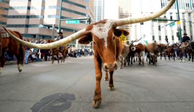 Dallas Mayor Eric Johnson says NYC punishes success, pitches 'Y'all Street'