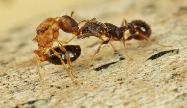 This Ant Species Produces Only Queens!