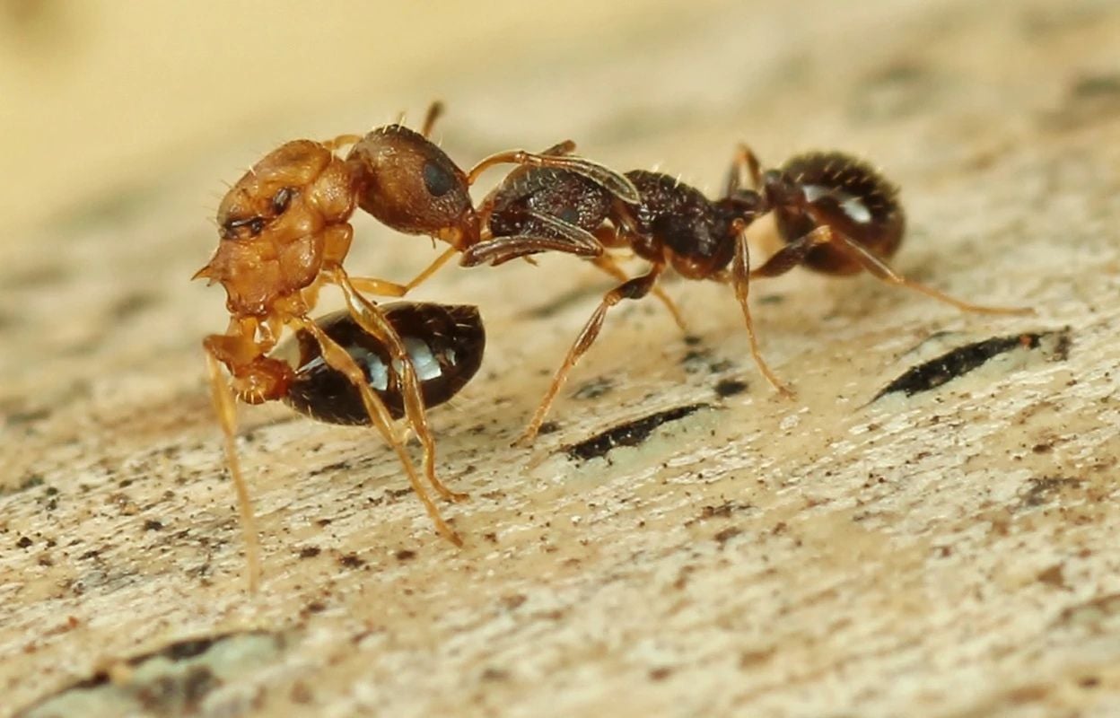 This Ant Species Produces Only Queens!