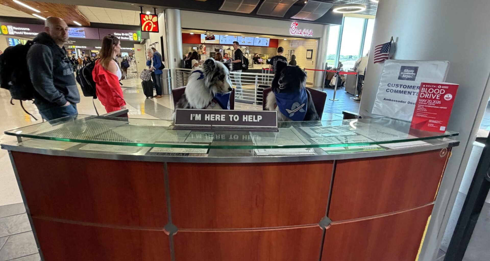 A look at Albany Airport’s therapy and comfort dogs