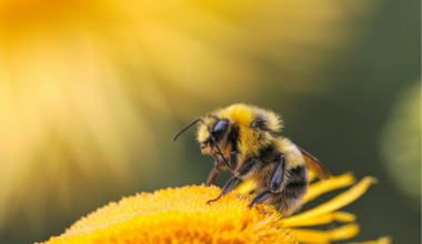 Worker Bees Decide Future Queen Bee
