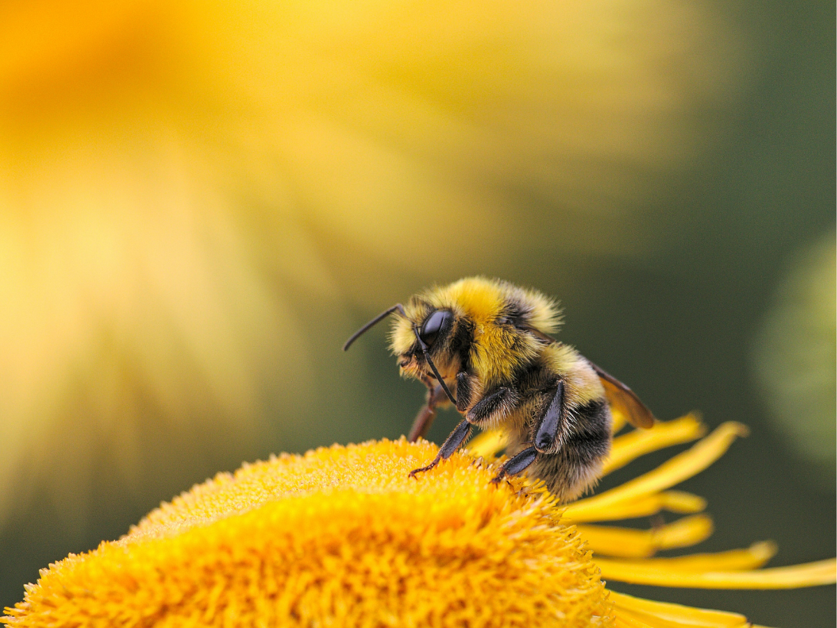 Worker Bees Decide Future Queen Bee