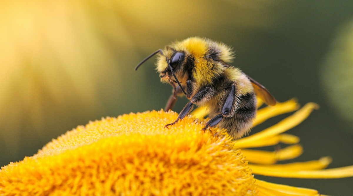 Bumble Bee Queens