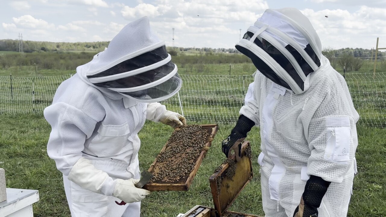 Beekeepers looking over a bee colony