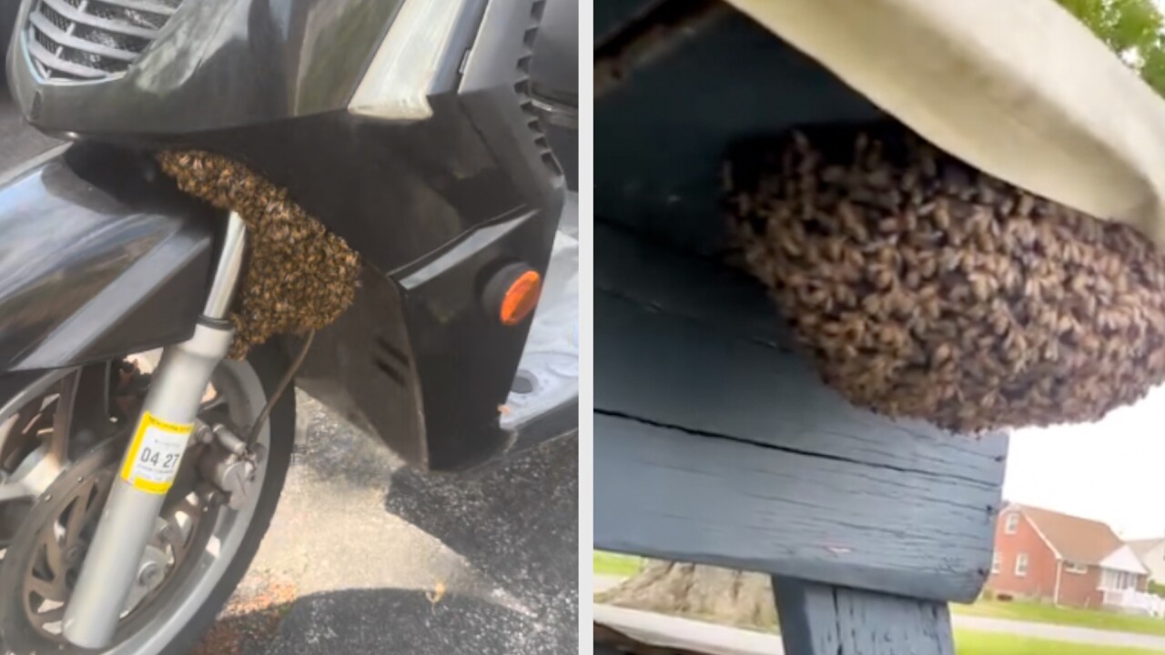 Unusual places bees have swarmed in WNY - including in a Vespa and under a picnic table.