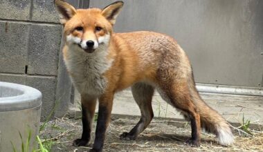 A fox crossed the Atlantic on a cargo ship. The Bronx Zoo is figuring out what's next.