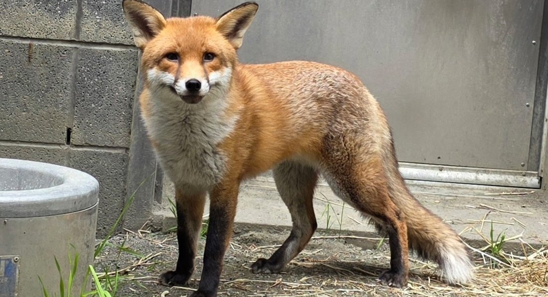 A fox crossed the Atlantic on a cargo ship. The Bronx Zoo is figuring out what's next.
