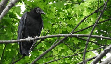 A black vulture roosts in a tree at the Columbia County Solid Waste transfer station on Thursday in Hudson. Black vultures have appeared in the northern Hudson Valley in recent years from their traditional range down south.
