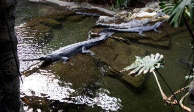 Bronx Zoo croc takes bite out of worker who slipped while cleaning