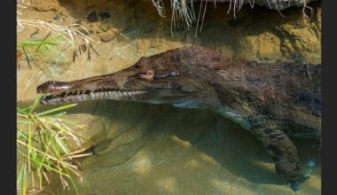 Bronx Zoo keeper treated for minor wound after being bitten by crocodile