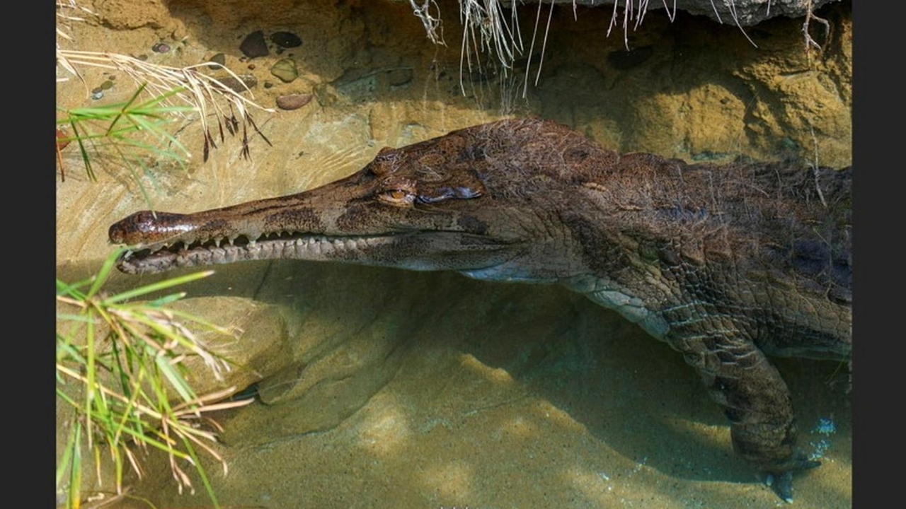 Bronx Zoo keeper treated for minor wound after being bitten by crocodile